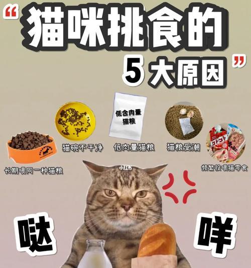 猫叼着猫粮吃的行为背后的原因是什么？