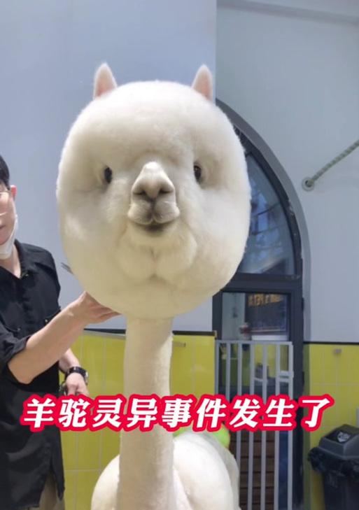 羊驼牙齿修剪技巧？如何保持牙齿美观？