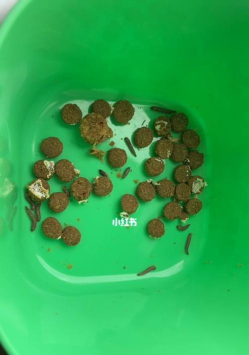 猫粮出现生虫棉絮怎么处理？如何预防猫粮变质？