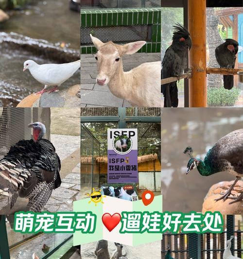 大羊驼烟花的正确使用方法是什么？放烟花时需注意什么？