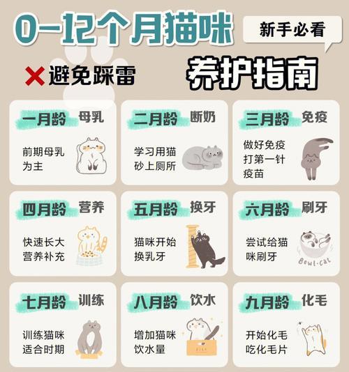 奶猫粮应该如何正确喂食？