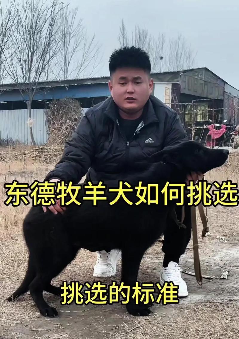 德牧东德价钱多少钱一只？购买时应注意哪些事项？