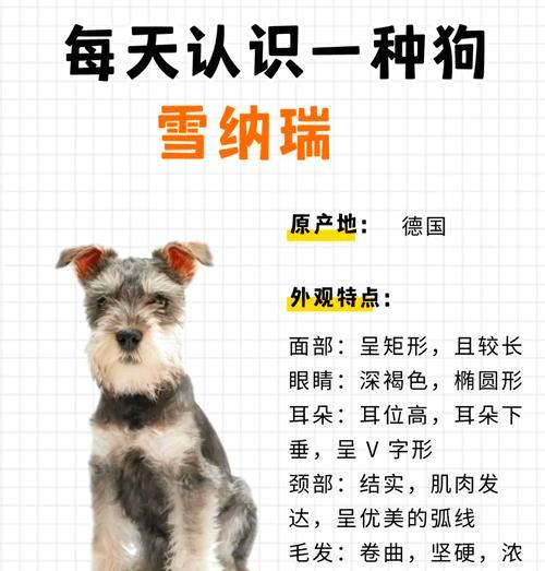 雪纳瑞犬的购买价格是多少？