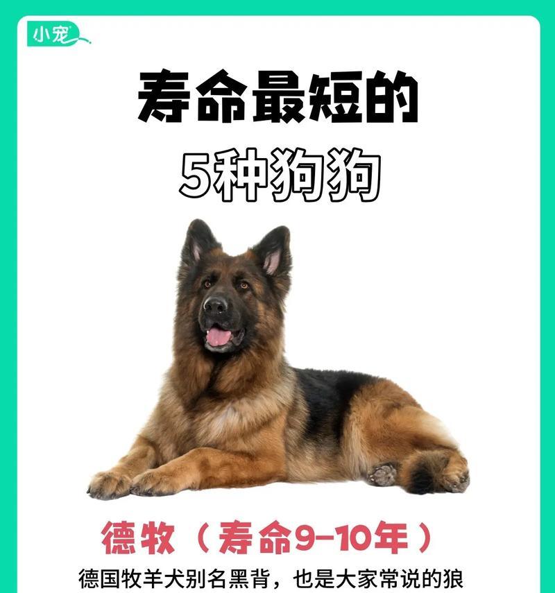 德牧犬舍的费用是多少？中大型犬舍适合养德牧吗？