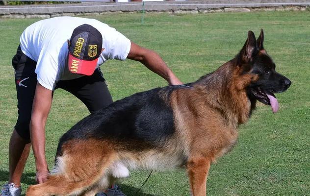 德牧犬舍的费用是多少？中大型犬舍适合养德牧吗？