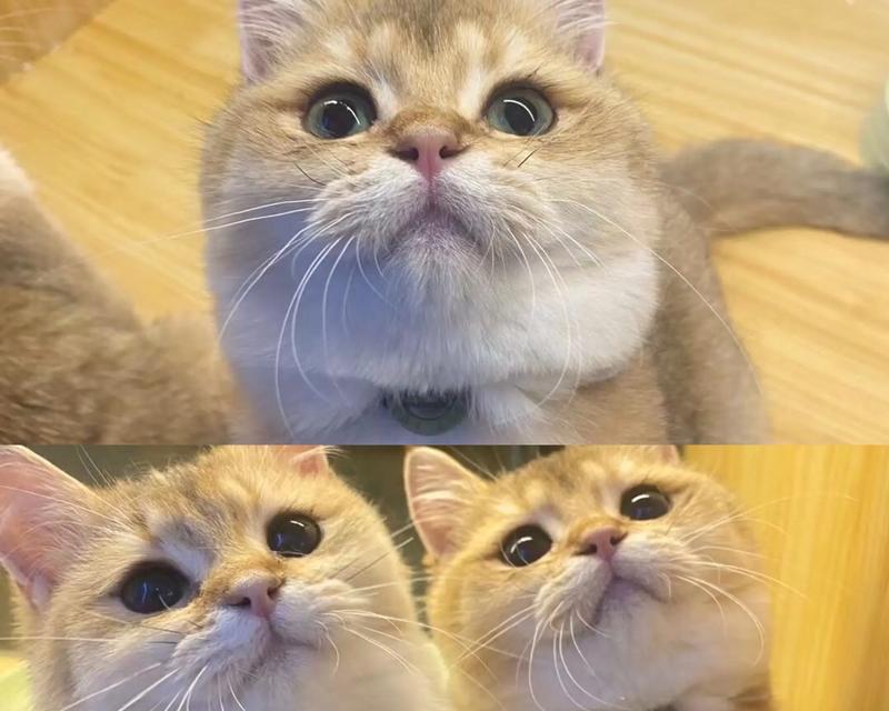 金渐层适合哪种猫粮以减少体味？