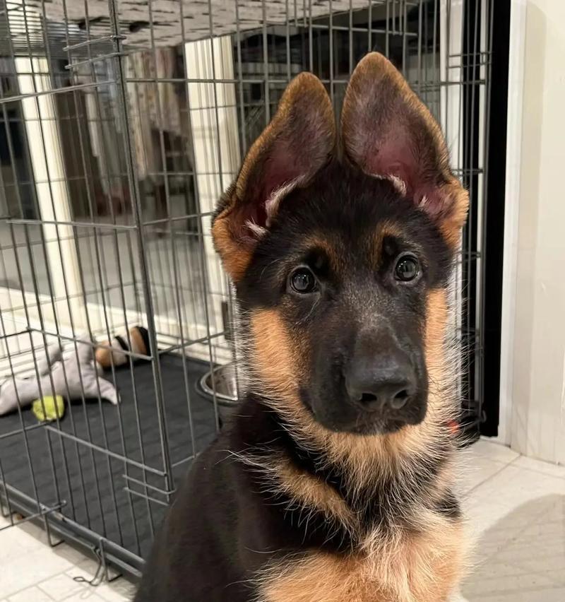娄底德牧幼犬的售价是多少？个人出售德牧幼犬的市场行情如何？