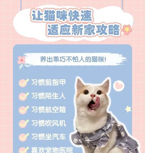 新猫如何快速适应猫粮？