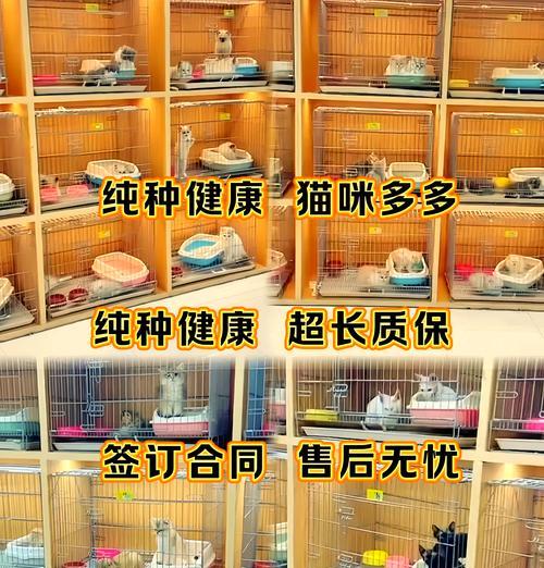 佛山宠物店购买猫咪的价格是多少？购买时应注意什么？