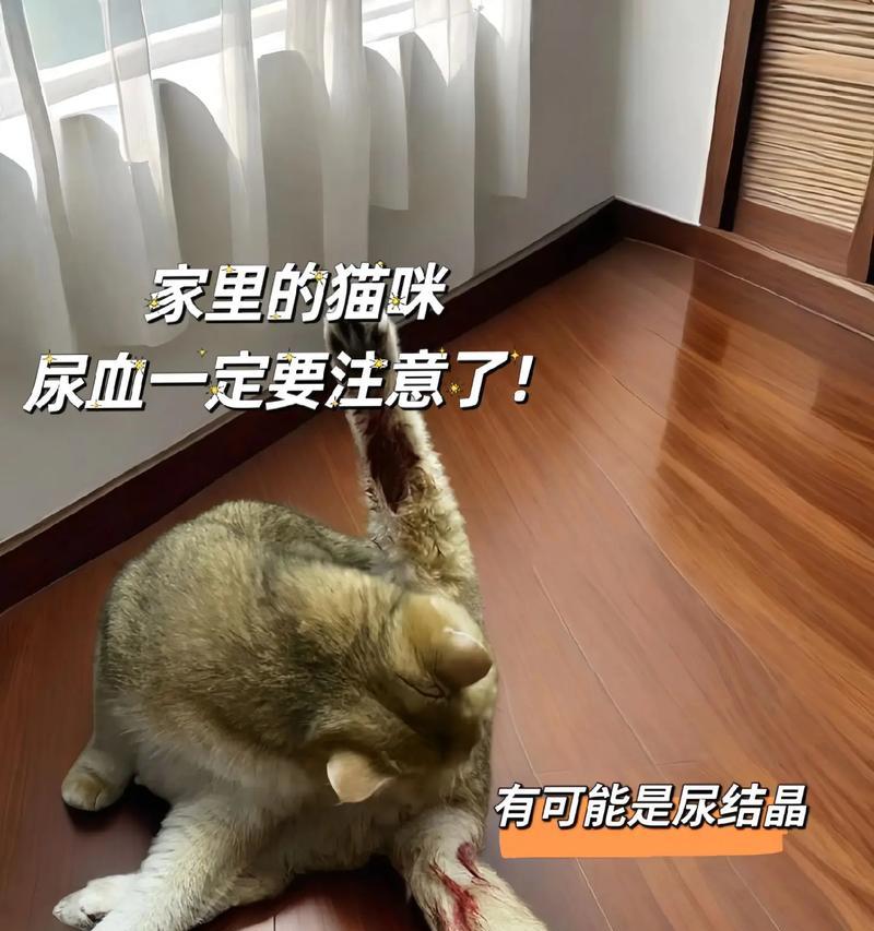 猫咪换粮后小便带血是什么原因？