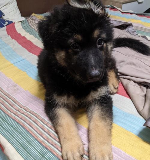 德牧黑背幼犬的市场价格是多少？附近哪里可以购买？
