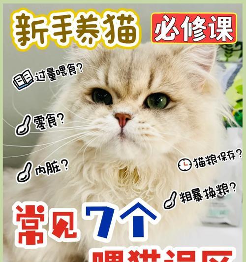 小侄子喂猫粮时应该注意什么？如何指导正确喂食？