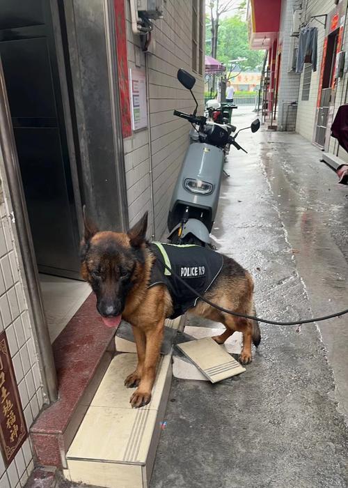 在宁波领养德牧需要多少钱？