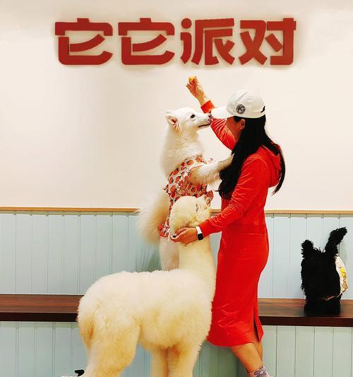 用手挤羊驼奶好吗女生会怎么样？对健康有影响吗？