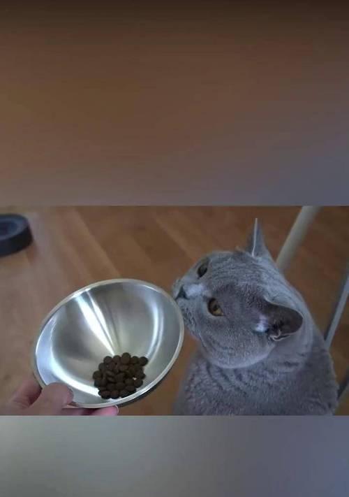 猫咪为何吃猫粮不干净？