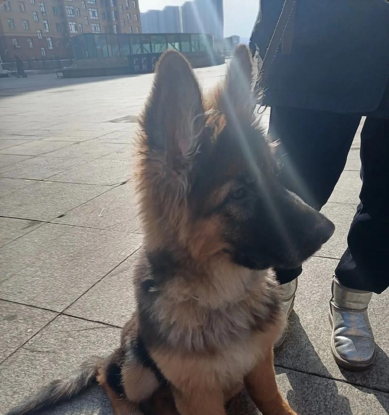 德牧公犬10个月后的成长空间？