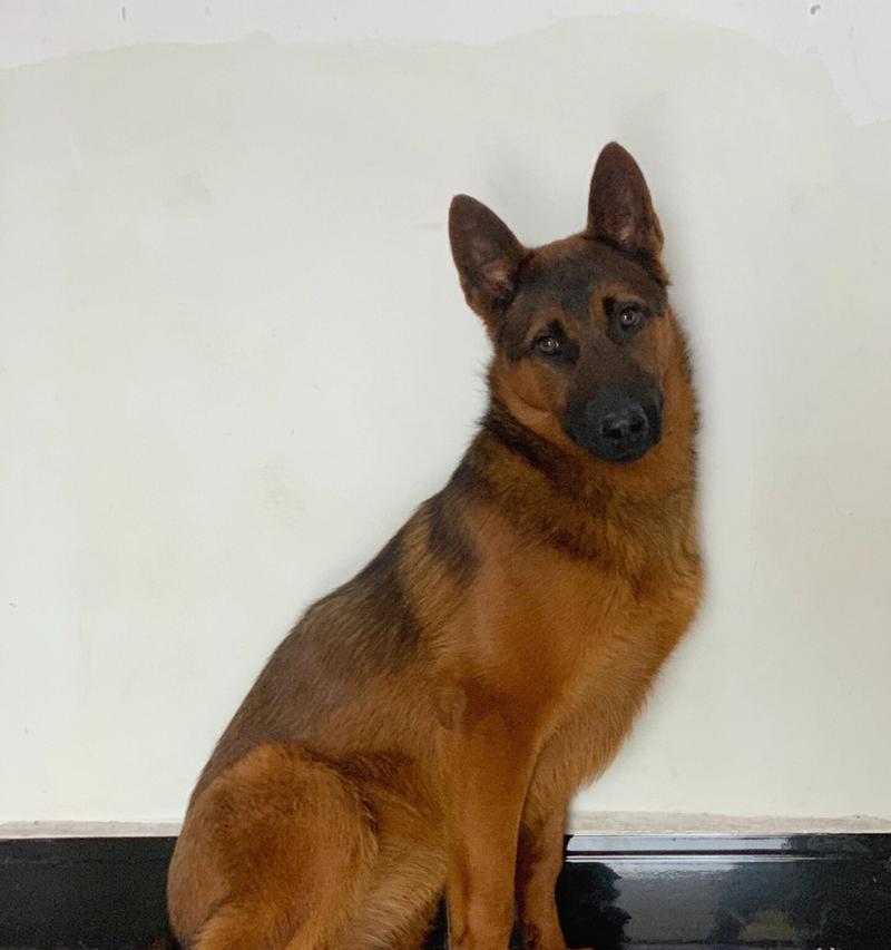 德牧公犬10个月后的成长空间？