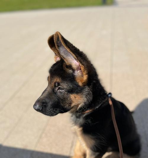 德牧公犬10个月后的成长空间？