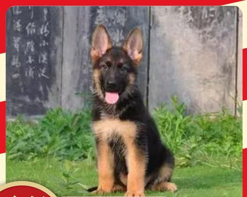 混血德牧幼犬何时可以配种？配种费用大概是多少？