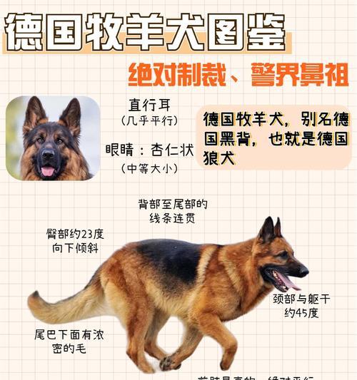 德牧的价格范围是多少？如何在预算内选择一只健康的德牧？