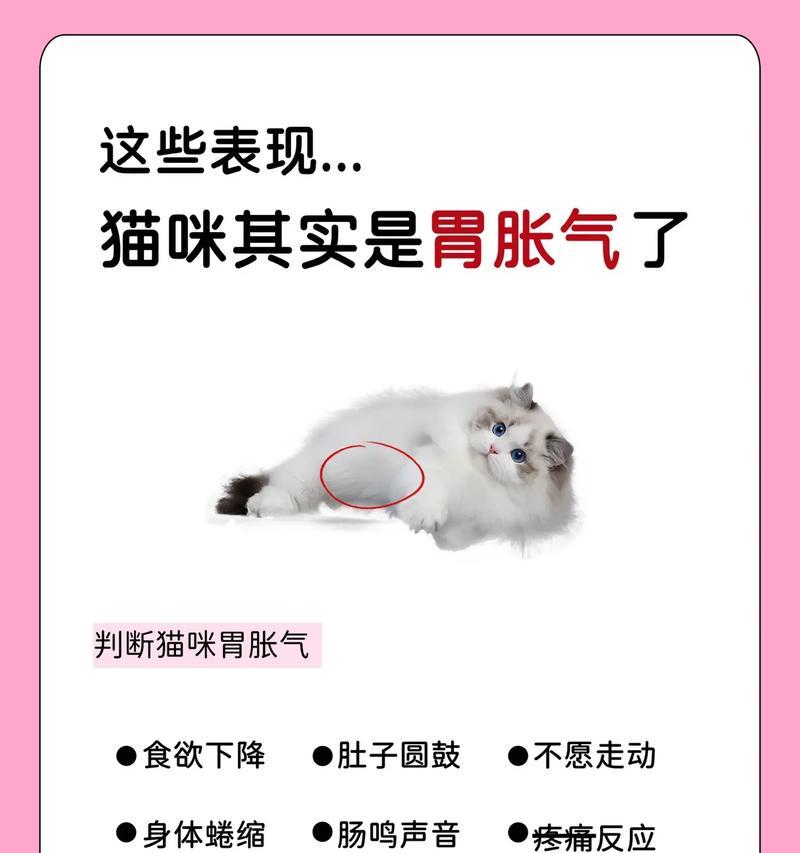猫粮后打嗝如何缓解？