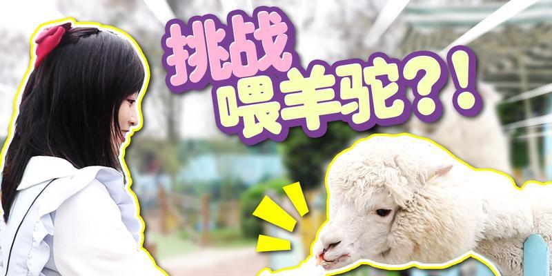 挑战羊驼吃完后应该怎么做？有哪些注意事项？