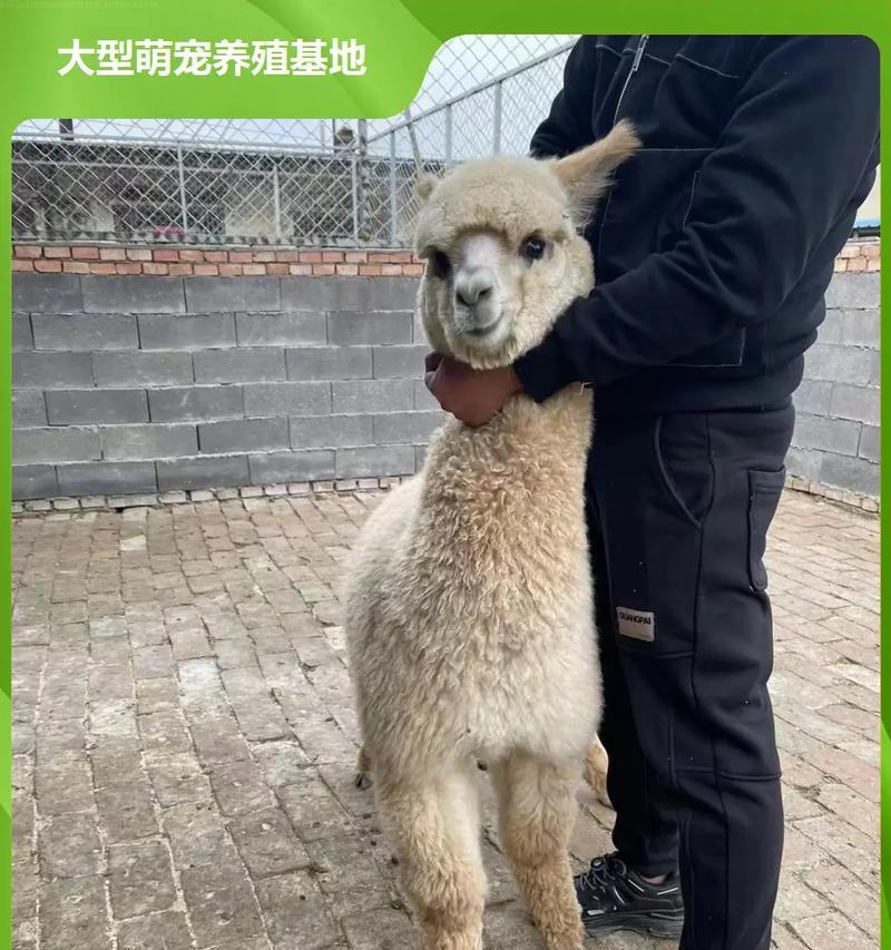 永州地区如何养殖活体羊驼？