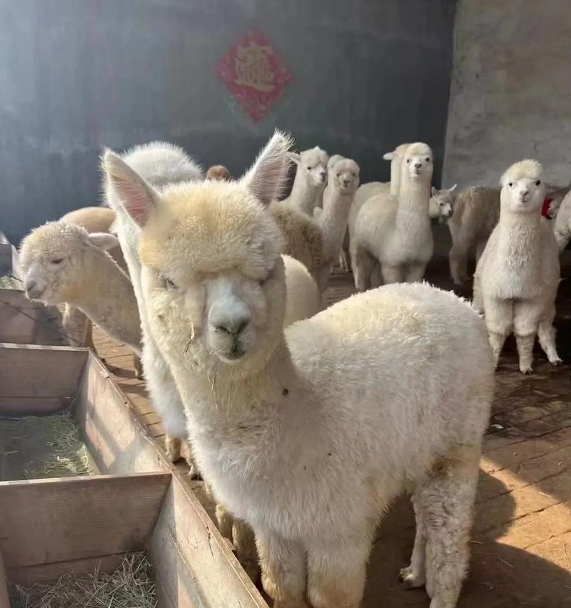 羊驼被抛弃会有生命危险吗？
