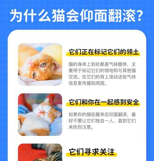 猫咪为何喜欢翻动猫粮？这种行为背后的动机是什么？
