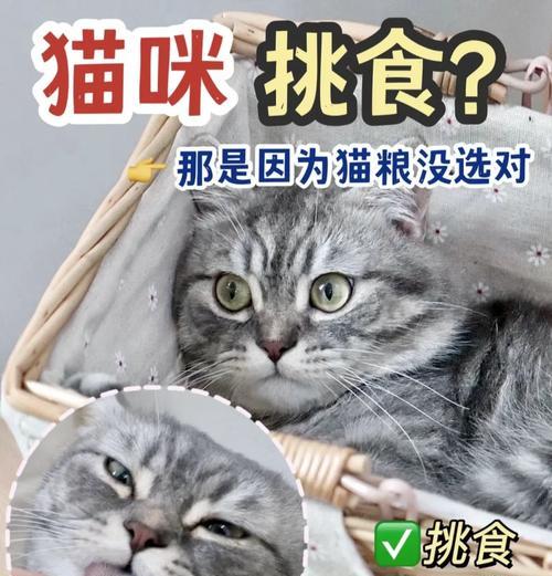 挑食猫咪如何选择合适的猫粮？