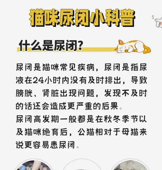 猫粮导致尿闭的原理是什么？如何预防？