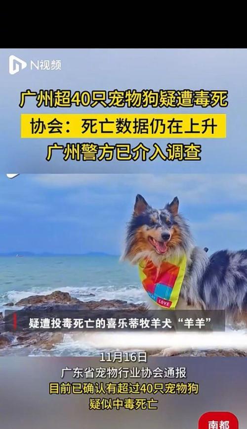 投毒致死德牧会受到怎样的法律惩罚？刑期通常是多久？