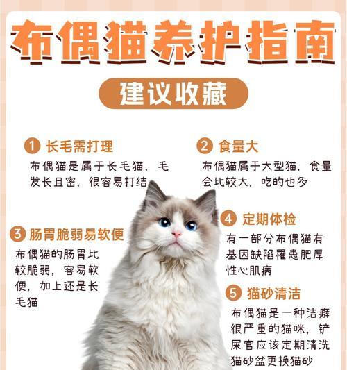 布偶猫食用鱼肉粮会有哪些反应？长期食用鱼肉粮对布偶猫健康的影响是什么？