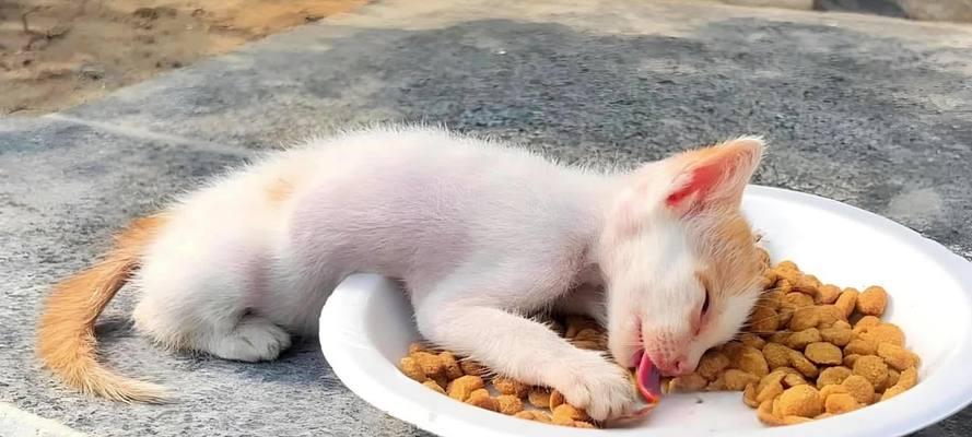 半夜喂猫粮会导致猫咪死亡吗？