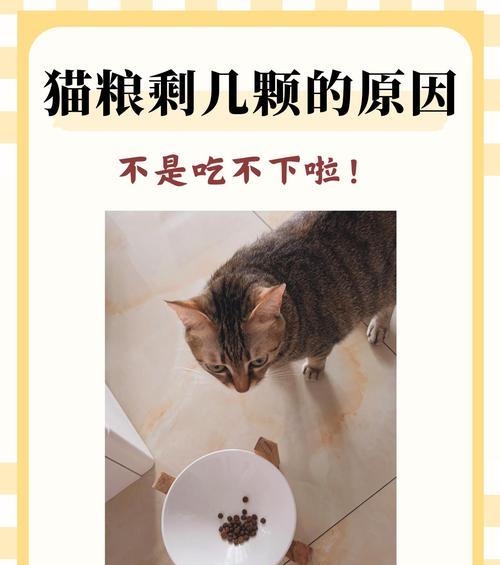 为什么猫总是喜欢打翻猫粮？