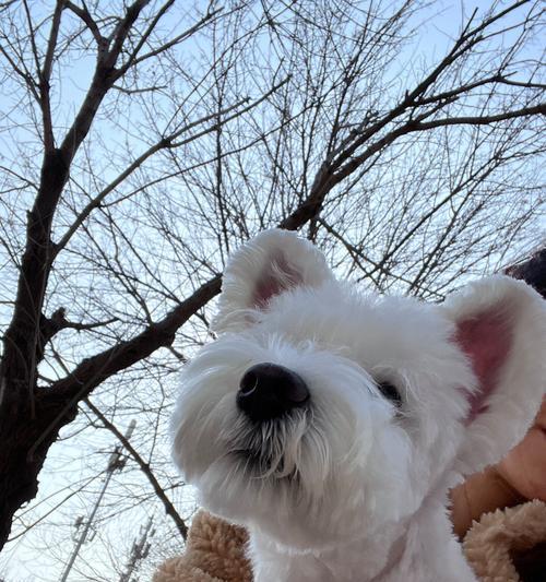 雪纳瑞立耳价格是多少？白色品种更贵吗？