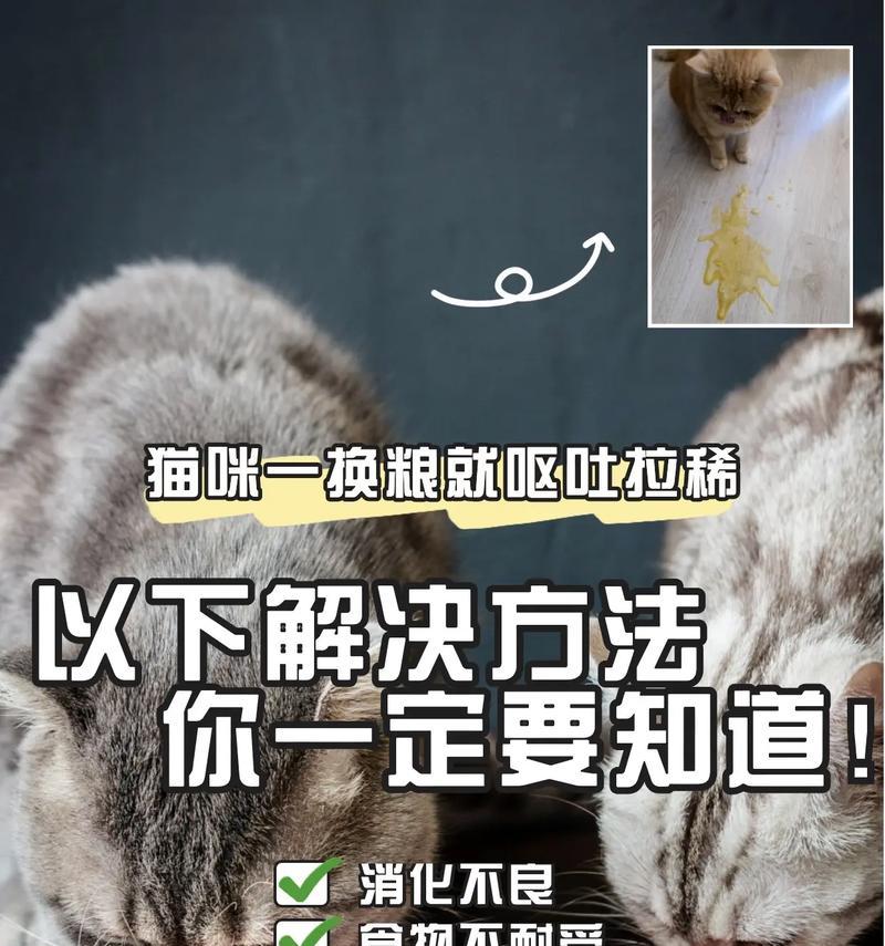 猫咪直接换粮会生气吗？原因是什么？