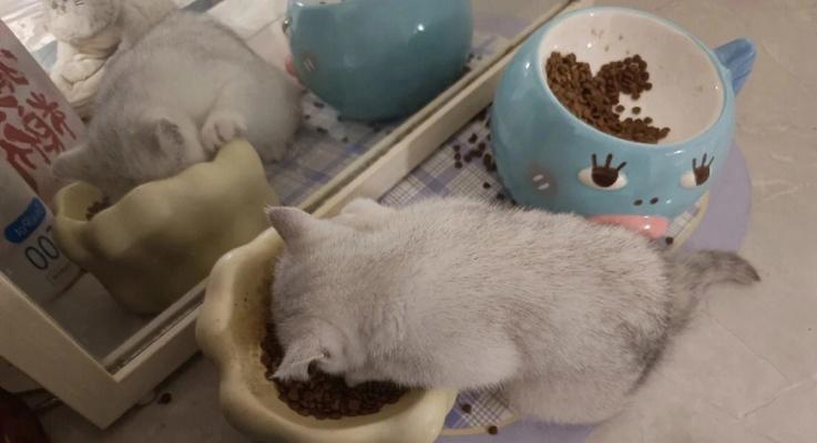 猫咪不爱吃猫粮却喜欢吃馒头怎么办？