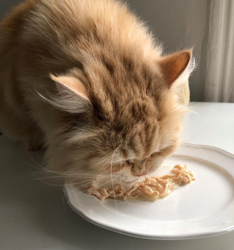 猫反复拉肚子不吐猫粮怎么办？如何处理猫的消化问题？