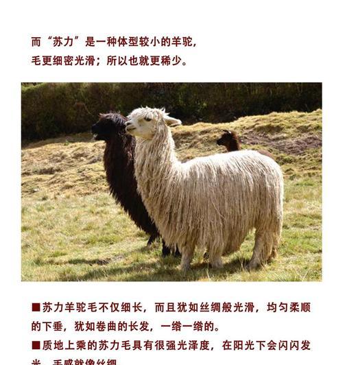 羊驼里的羊毛是什么毛做的？有何特别之处？