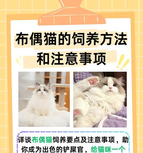 冬天布偶猫不吃猫粮该如何应对？