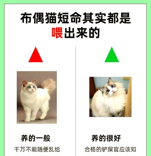 冬天布偶猫不吃猫粮该如何应对？