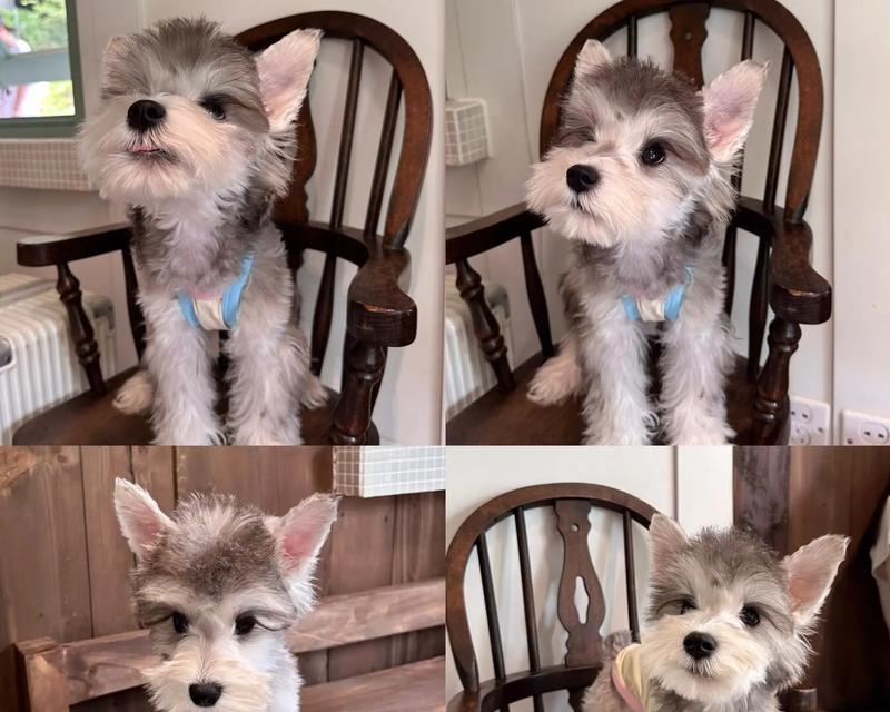 雪纳瑞幼犬喂奶量标准是什么？如何计算合适的喂奶量？