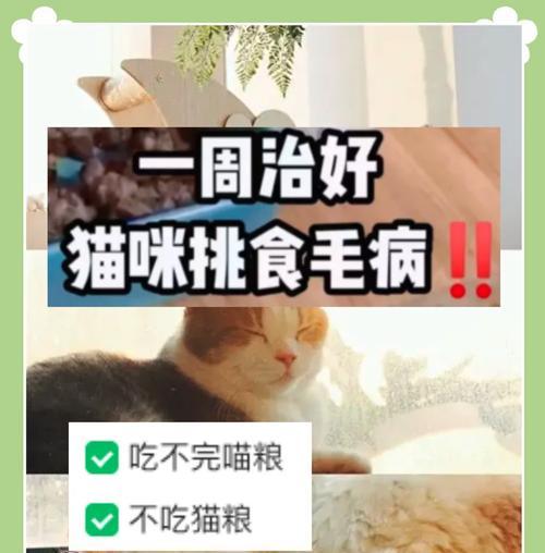 有鱼油的猫粮猫不吃了怎么办？如何调整猫的饮食习惯？