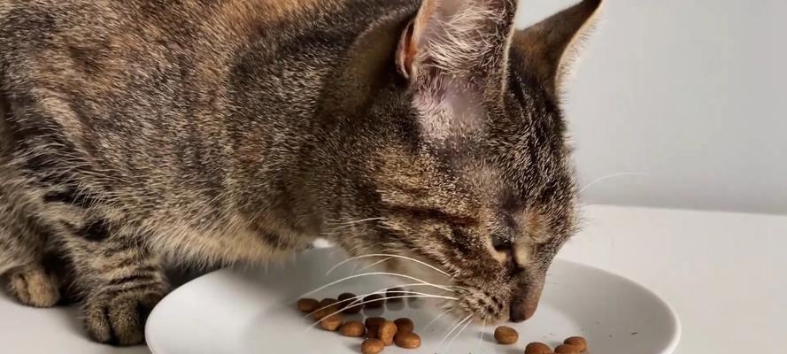 如何用猫粮训练猫咪？训练猫咪吃东西有哪些技巧？