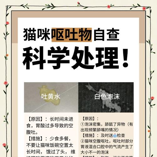 猫咪吐出未消化猫粮泡沫的原因是什么？如何处理？