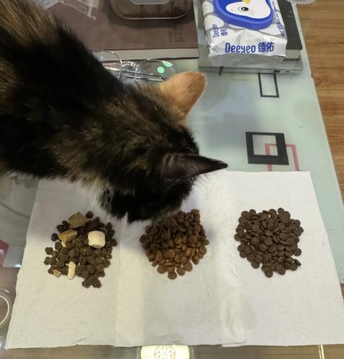如何正确放置猫粮让猫咪独自在家？