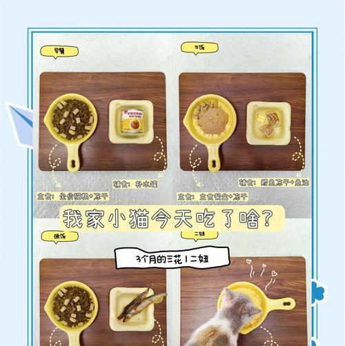 两个月小幼猫喂食指南？如何制定喂食计划？