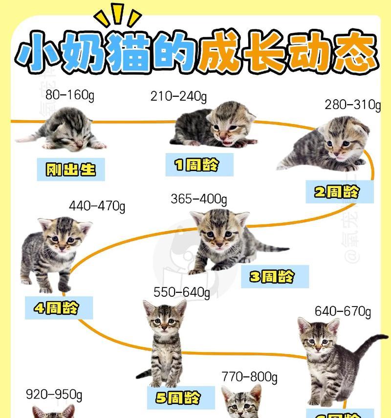 两个月小幼猫喂食指南？如何制定喂食计划？