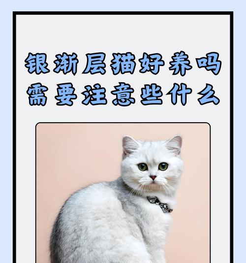 银渐层吃什么肉猫粮？银渐层的饮食偏好有哪些？